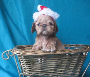 ��������, ������ ������� ������.